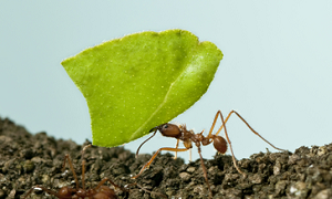 Business Development